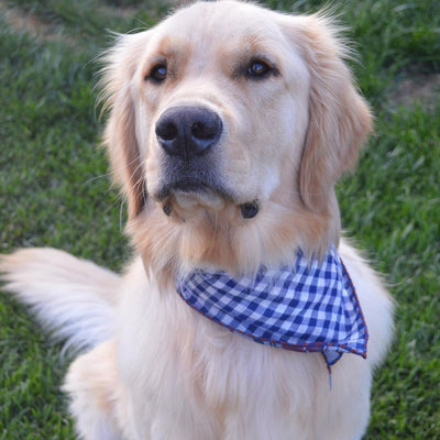 Comment mettre un bandana sur un chien?